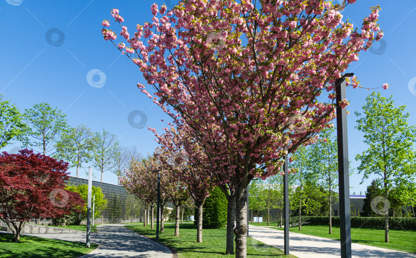 Скачать Ряд деревьев Prunus 'Kanzan' (Prunus serrulata или Prunus lannesiana) с розовыми цветами в городском парке Краснодара. Парк Галицкого весной 2021 года. Цветет японская вишня. Выборочное внимание фотосток Ozero