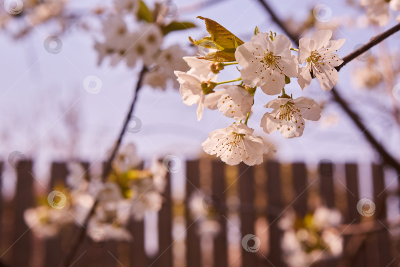 Скачать Ветка цветущего дерева в саду или лесу. фотосток Ozero