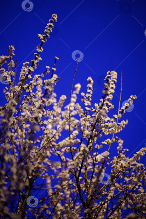 Скачать Цветущее растение в природе. Ветка с весенними цветами белого цвета. фотосток Ozero