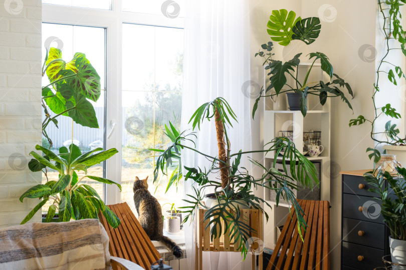 Скачать Тропические комнатные растения в интерьере комнаты белый лофт в загородном доме, деревянная мебель, дрова для камина при солнечном свете. Выращивание комнатных растений и уход за растениями в горшках, зеленый дом в коттедже фотосток Ozero