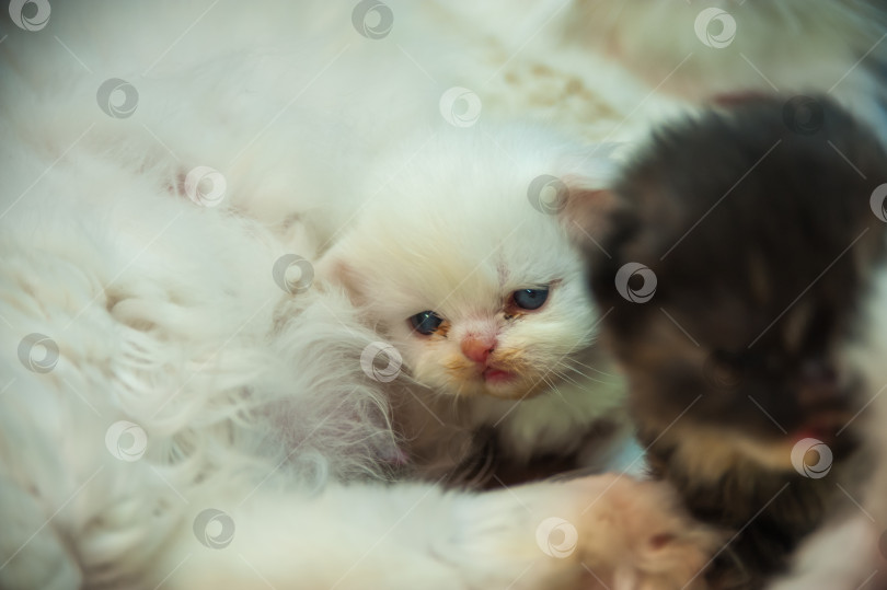 Скачать Новорожденный котенок персидской кошки темного окраса фотосток Ozero
