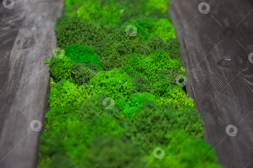 Скачать Абстрактная зеленая растительность, фоновое изображение фотосток Ozero