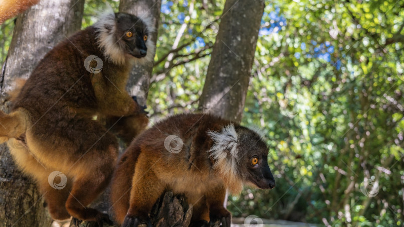 Скачать Две любопытные самки лемура Eulemur macaco сидят на стволе дерева фотосток Ozero