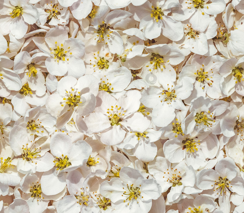 Скачать Бесшовная текстура весеннего яблоневого цветка фотосток Ozero