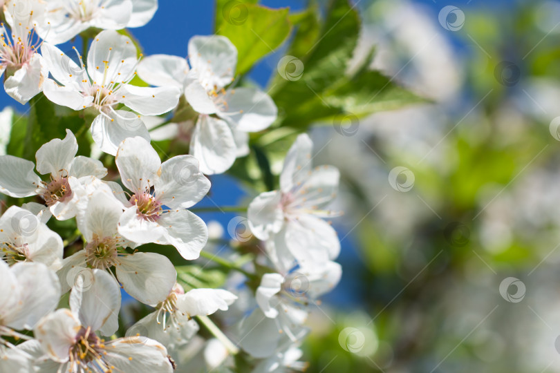 Скачать Цветущее вишневое дерево фотосток Ozero