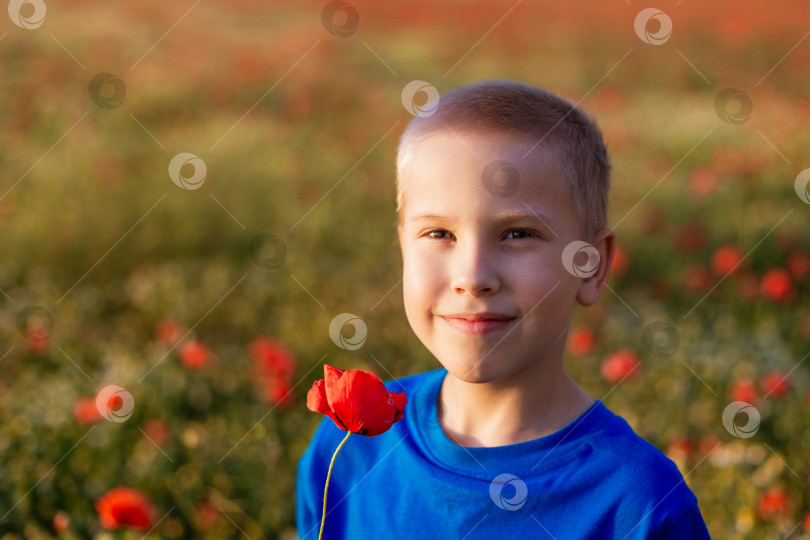 Скачать Маленький мальчик стоит в поле с красными цветами фотосток Ozero