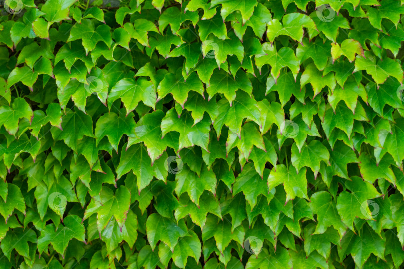 Скачать На изображении показана зеленая виноградная лоза с листьями фотосток Ozero