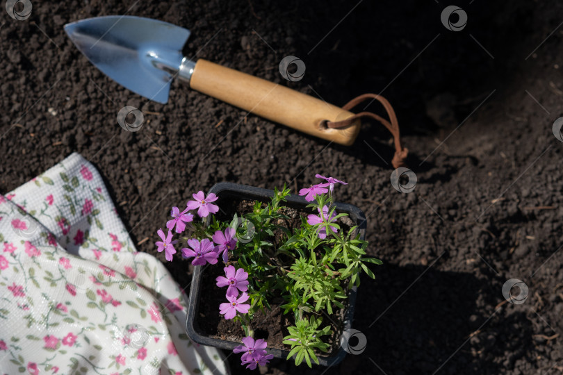Скачать Обрезанный снимок женщины в черных садовых перчатках, держащей цветы петунии за корни, чтобы пересадить их в землю в своем саду солнечным летним днем во время работы на открытом воздухе фотосток Ozero
