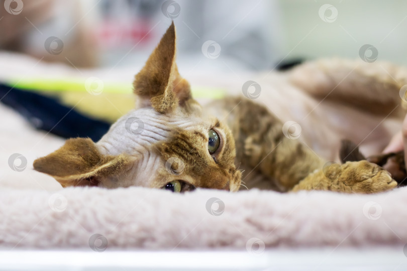 Скачать Портрет котенка белого сфинкса крупным планом в домашних условиях фотосток Ozero