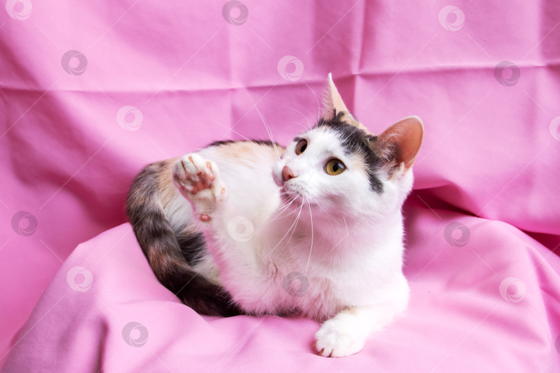Скачать Забавный белый котенок дома, портрет крупным планом фотосток Ozero