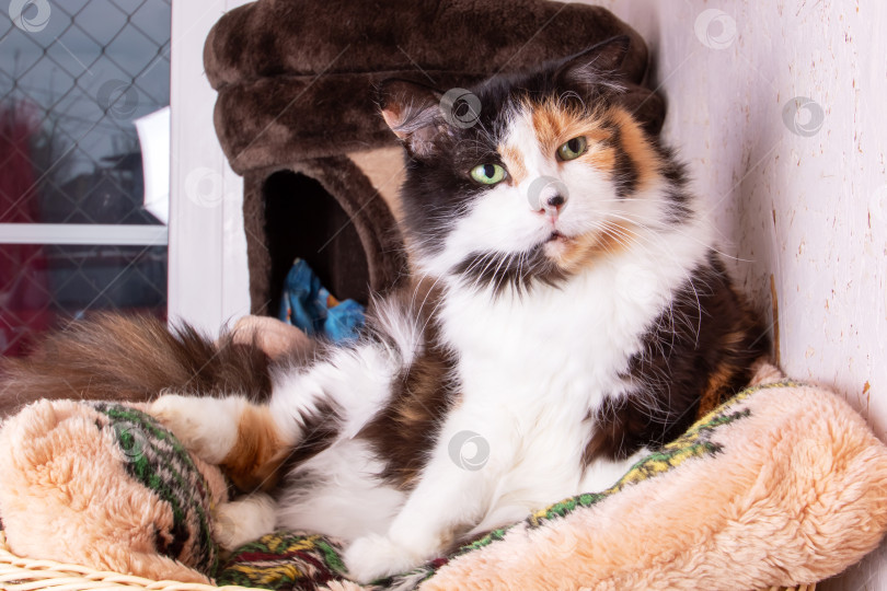 Скачать Забавный трехцветный кот дома, портрет крупным планом фотосток Ozero