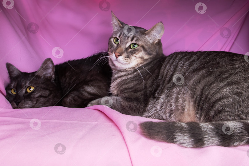 Скачать Две серые кошки на розовой кровати фотосток Ozero