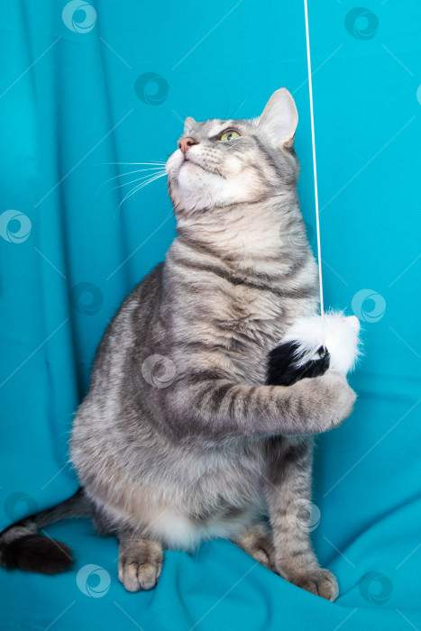 Скачать Портрет серой кошки с желтыми глазами на синем фоне фотосток Ozero