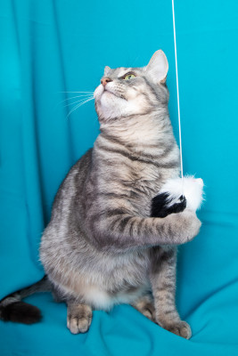 [object Object] undefined