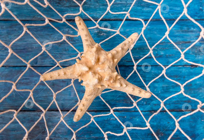 Скачать Морская звезда в рыболовной сети фотосток Ozero