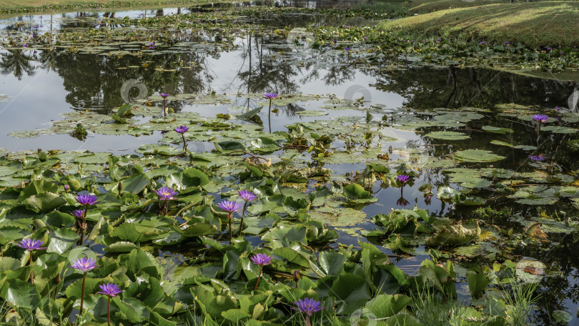 Скачать В пруду цветут красивые фиолетовые водяные лилии. фотосток Ozero