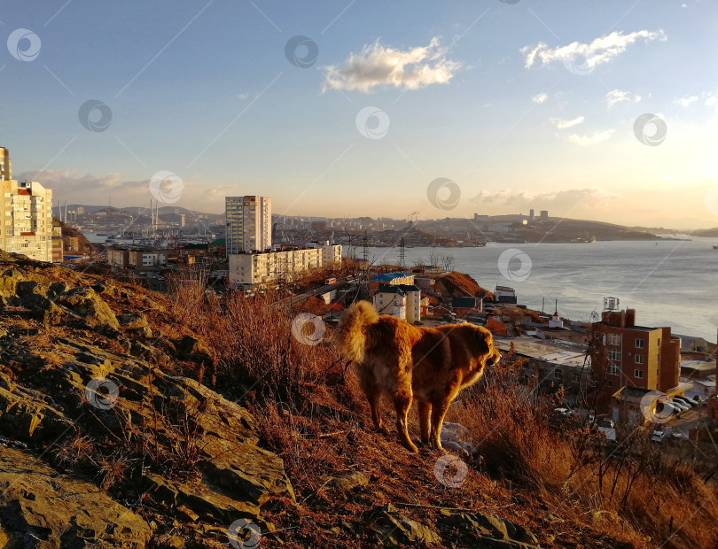 Скачать Рыжая собака на крутом склоне городской сопки фотосток Ozero