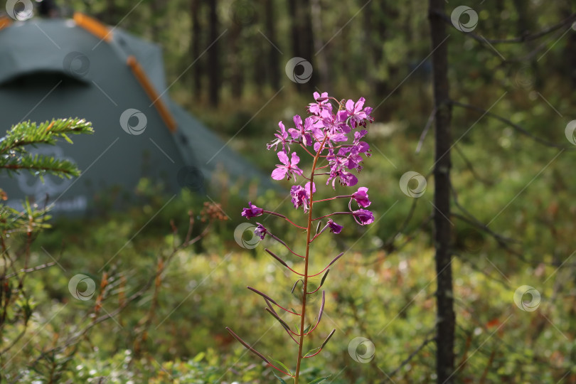 Скачать Северный лес (4) фотосток Ozero