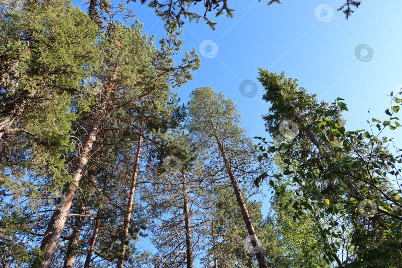 Скачать Северный лес фотосток Ozero