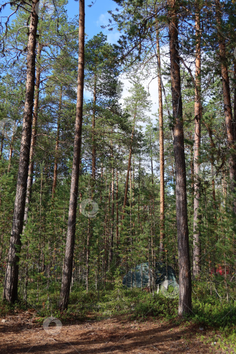 Скачать Северный лес (3) фотосток Ozero