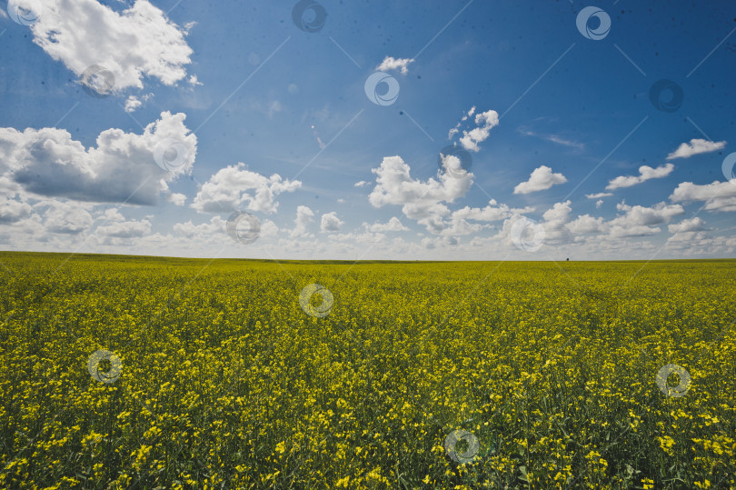 Скачать Бескрайнее поле рапса и голубое небо 1845 года. фотосток Ozero