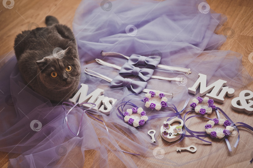 Скачать Дымчатый британский кот присматривает за свадебными сборами хозяйки 2228. фотосток Ozero