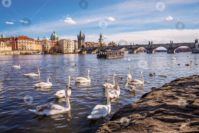 Скачать Лебеди на реке Влтава фотосток Ozero