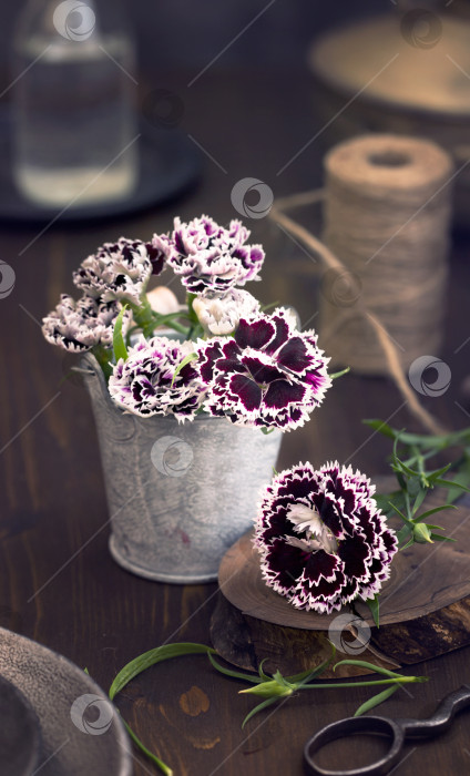 Скачать Сладкие цветы Уильяма на столе фотосток Ozero