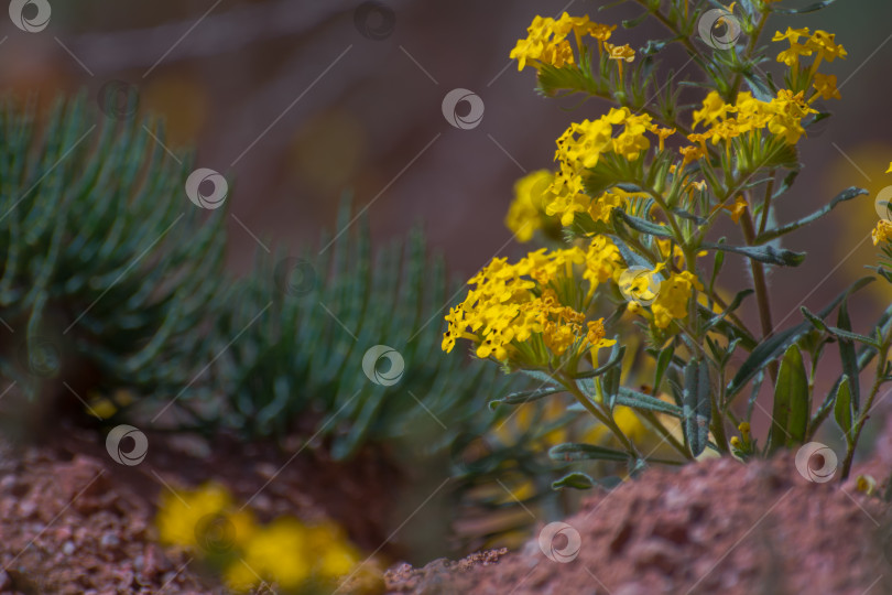 Скачать цветы, растущие на песчаной почве, Кыргызстан фотосток Ozero