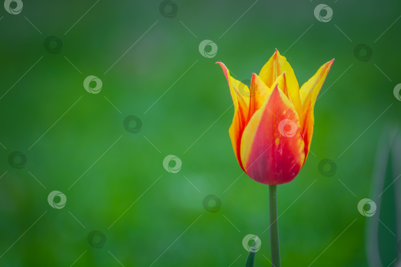 Скачать Цветущие тюльпаны в весенний сезон фотосток Ozero