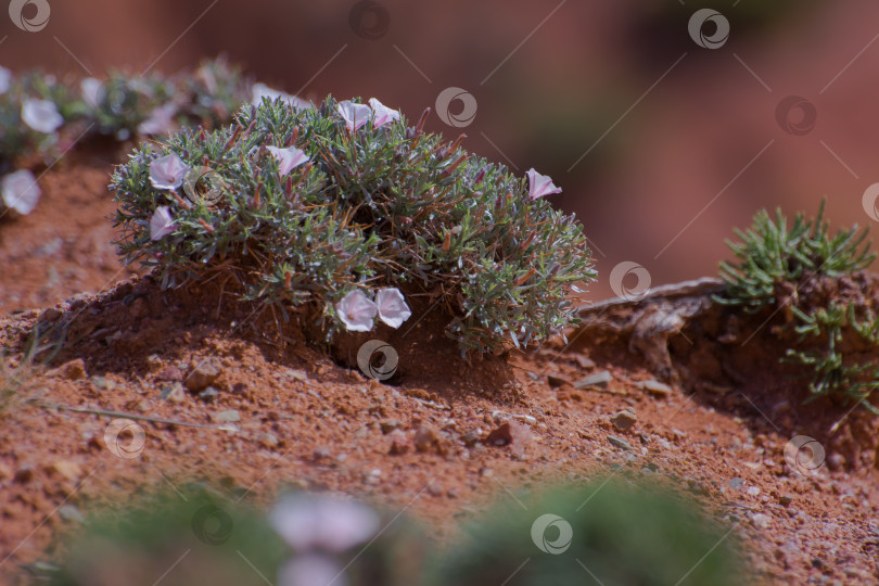 Скачать цветы, растущие на песчаной почве, Кыргызстан фотосток Ozero