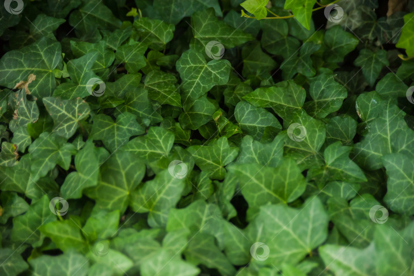 Скачать Текстура и полосы на зеленом листе фотосток Ozero