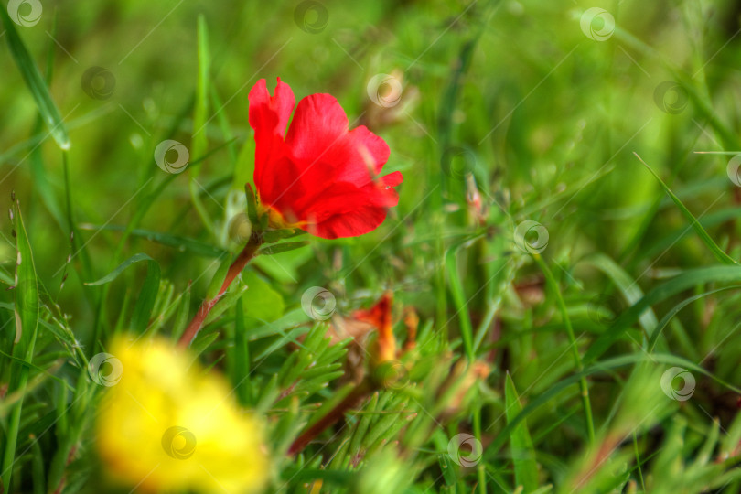 Скачать Цветущая лужайка из разноцветных цветов фотосток Ozero