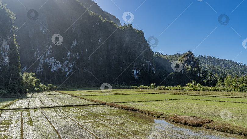 Скачать У подножия горы возделываются затопленные рисовые поля. фотосток Ozero