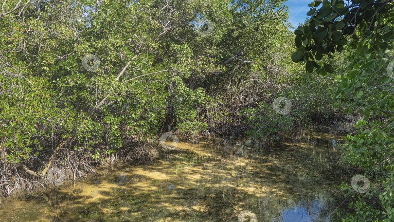 Скачать Мелководная река в мангровом лесу. фотосток Ozero