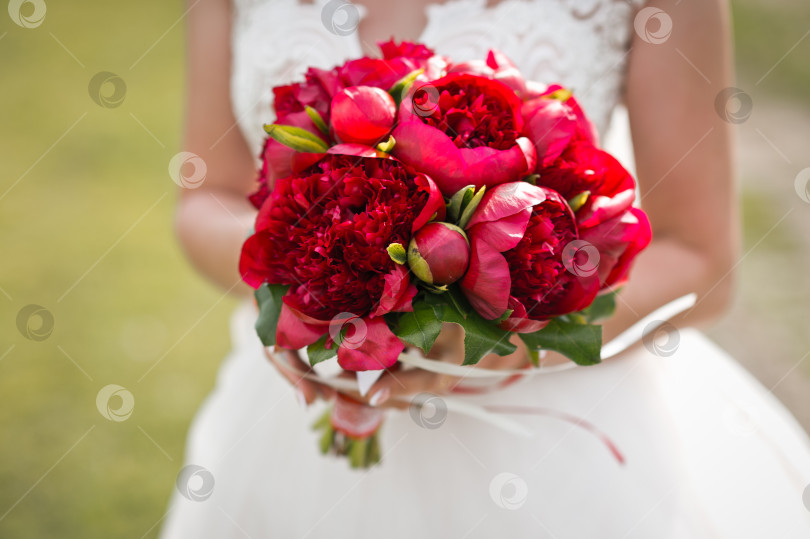 Скачать Букет красных пионов в руках невесты в свадебном платье 2824. фотосток Ozero