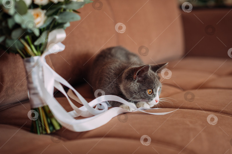 Скачать Любопытный котенок играет со свадебным букетом 3966. фотосток Ozero