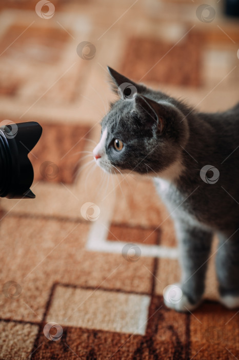 Скачать Любопытный котенок играет с объективом камеры 3965. фотосток Ozero