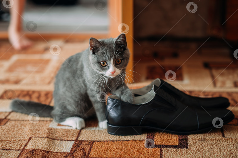 Скачать Серый пушистый котенок играет с мужскими ботинками 3963. фотосток Ozero