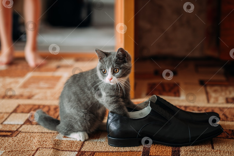 Скачать Серый пушистый котенок играет с мужскими ботинками 3962. фотосток Ozero
