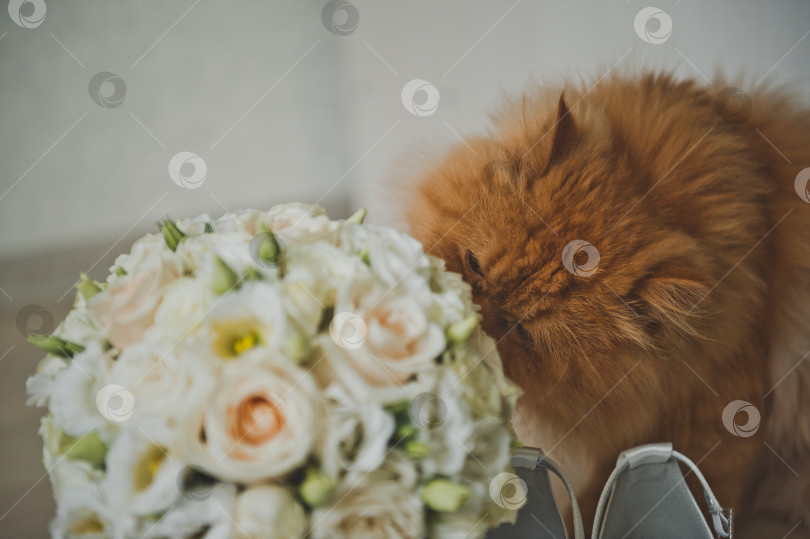 Скачать Рыжий кот обнюхивает свадебный букет невесты 2515. фотосток Ozero