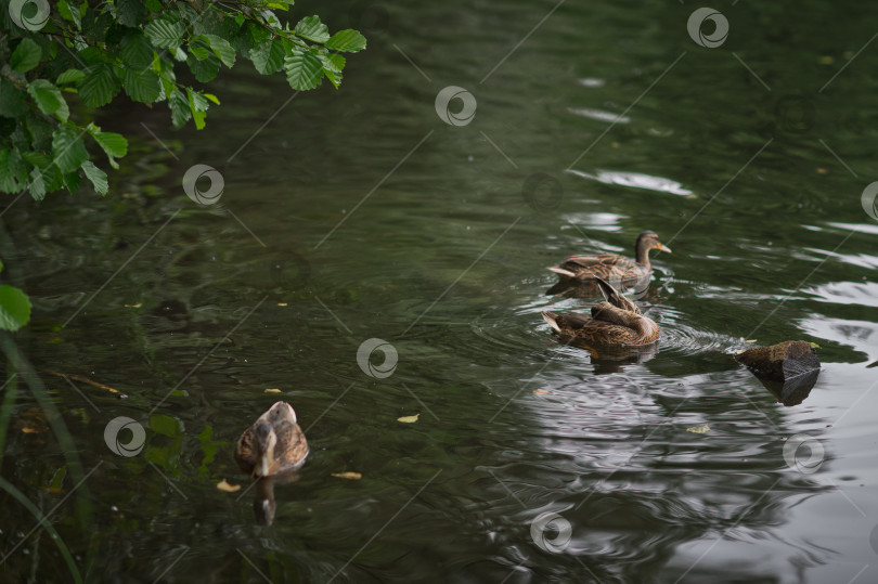 Скачать Серые утки плавают и ловят рыбу в пруду 2557. фотосток Ozero