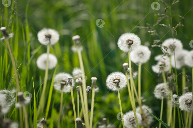 Скачать Фотография одуванчиков на фоне зеленой травы 3395. фотосток Ozero