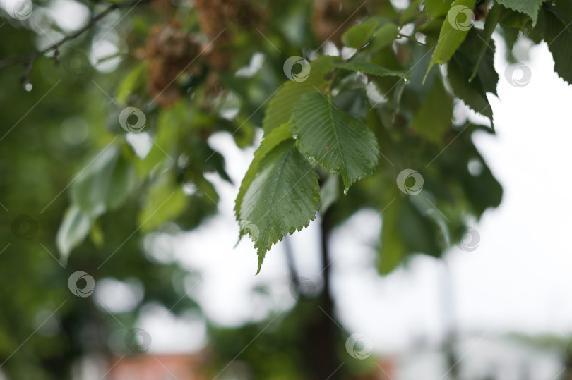 Скачать Березовые листья на солнце после дождя 2849. фотосток Ozero