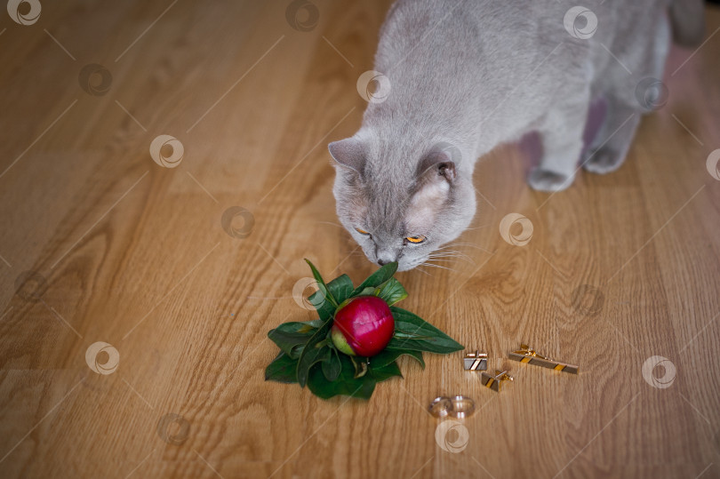 Скачать Кошка обнюхивает драгоценности, лежащие на полу 2793. фотосток Ozero