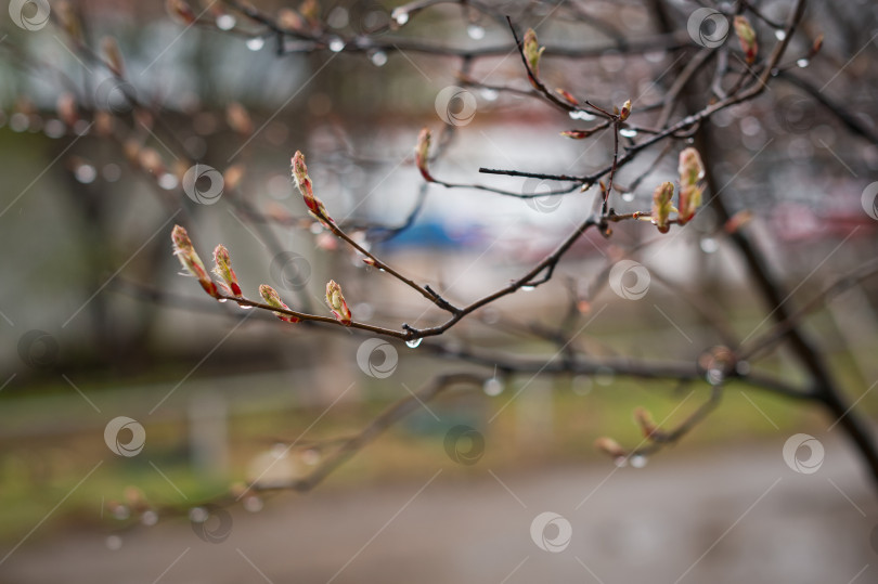 Скачать Первые весенние почки на деревьях 2940. фотосток Ozero