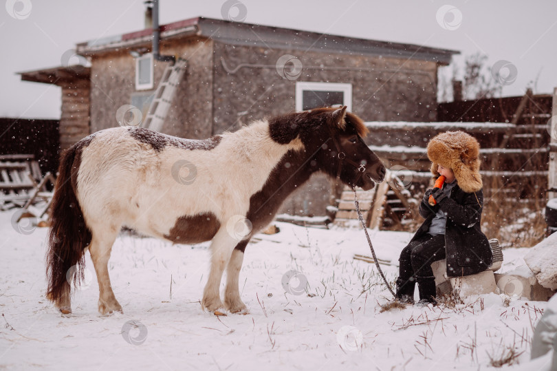 Скачать Процесс кормления пони среди конюшенного двора 3112. фотосток Ozero