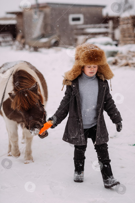 Скачать Процесс кормления пони среди конюшенного двора 3118. фотосток Ozero