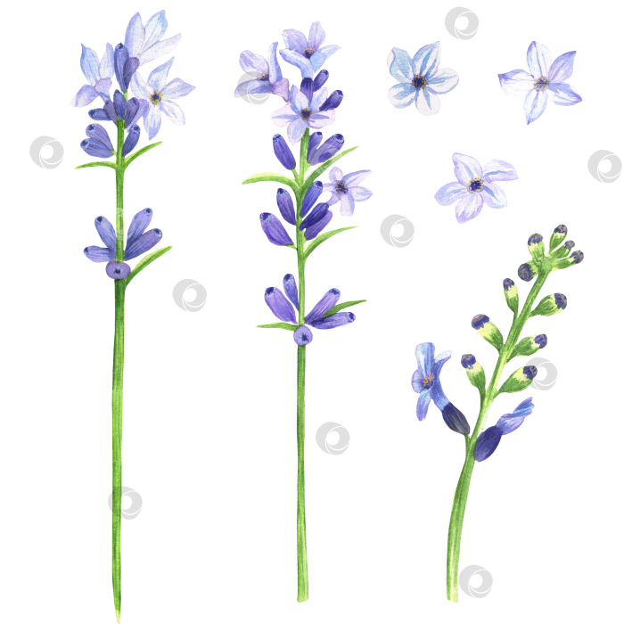 Скачать Нарисованная от руки акварельная иллюстрация. Красивые голубые и сиреневые цветы лаванды. Прованская лаванда фотосток Ozero