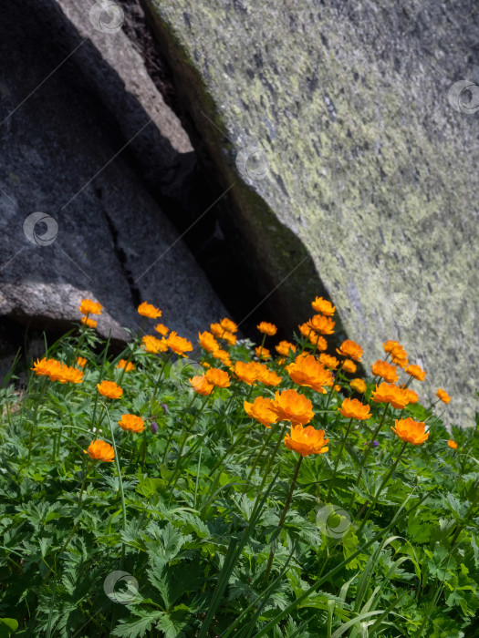 Скачать На скалах растут ярко-оранжевые цветы. фотосток Ozero